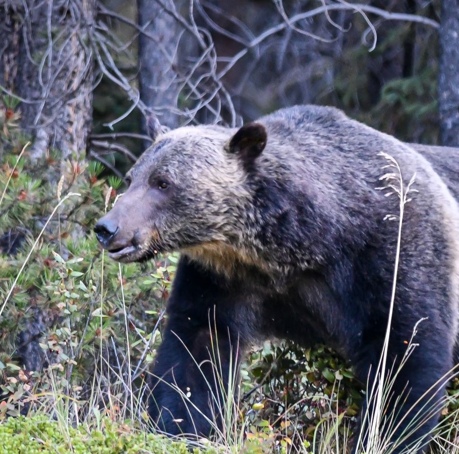 Bear